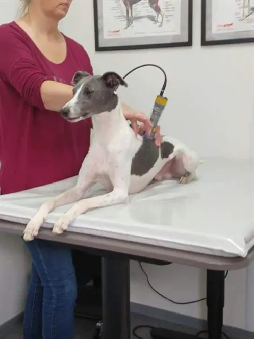 Hovedbilde Hundematte 105x70x5