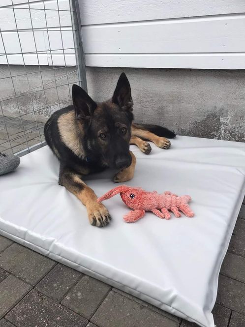 Hovedbilde Hundematte 92x82x5